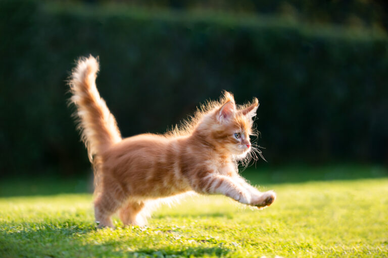 These 9 Cat Breeds Are the Best for First-Time Owners