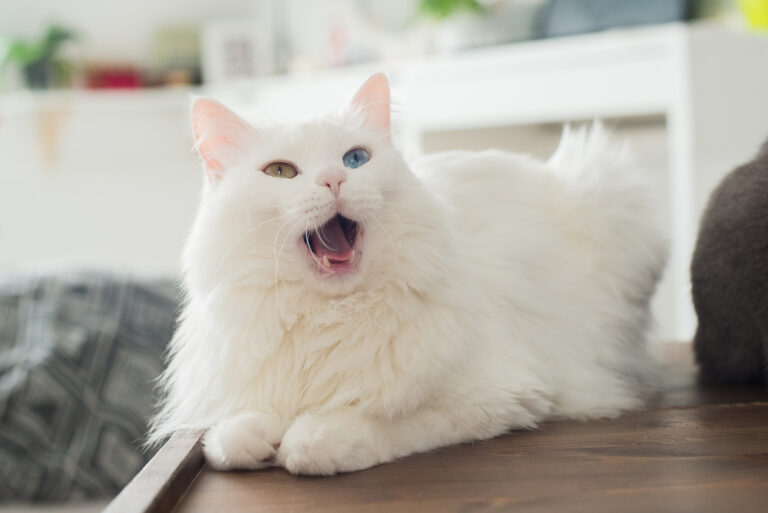 11 Noises Your Cat Makes and Why Cute Animal