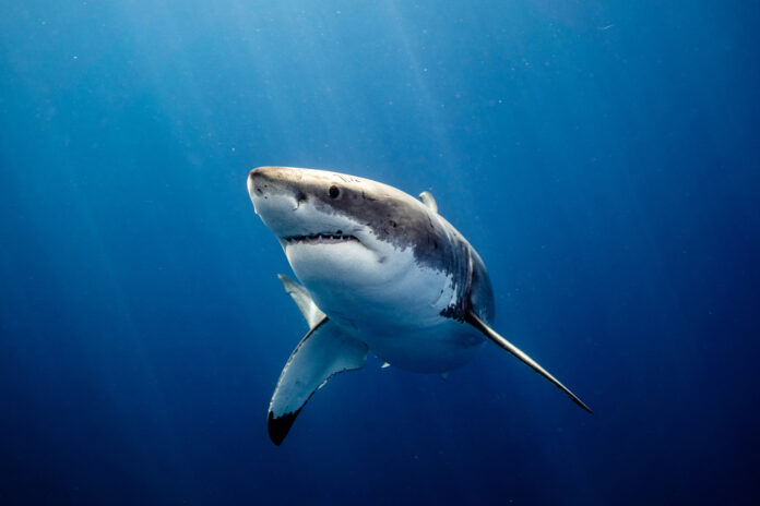 shark Florida