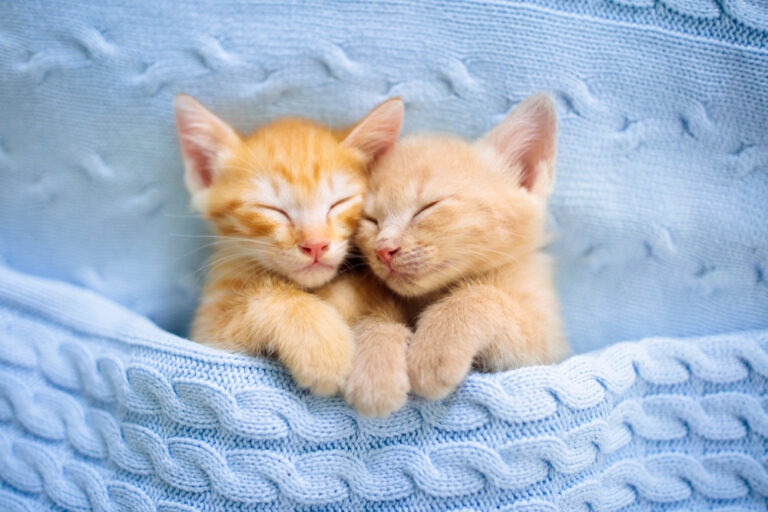 9 Adorable Cat Breeds That Love to Cuddle With You