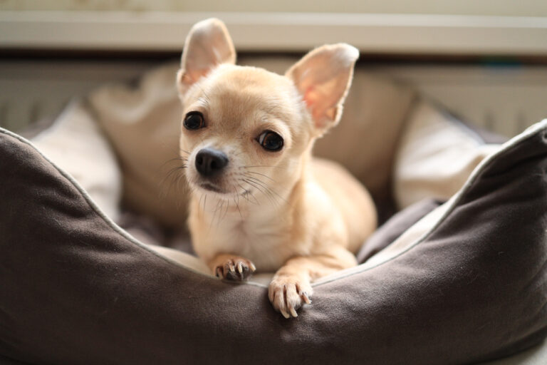 7 Tiny Dog Breeds That Will Instantly Melt Your Heart
