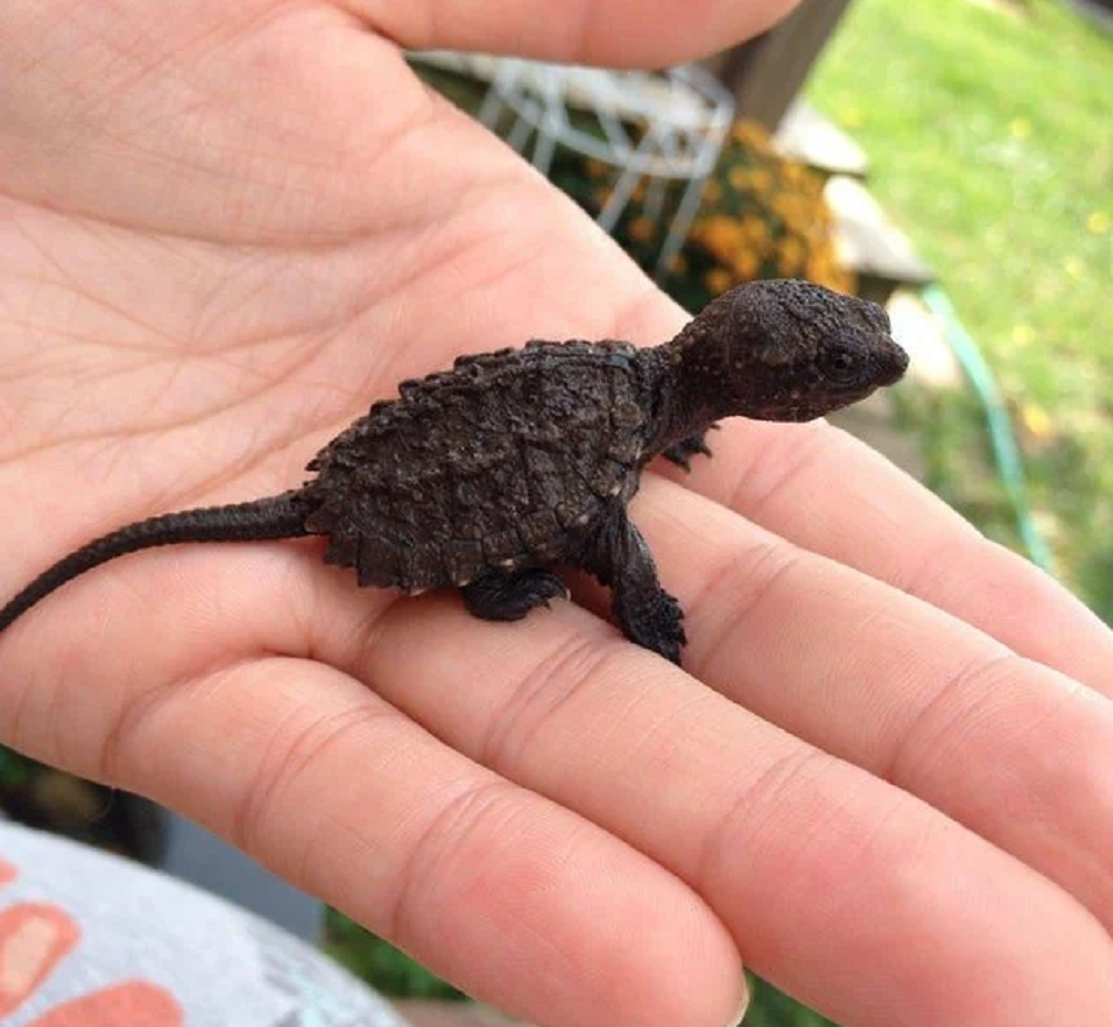 alligator snapping turtle