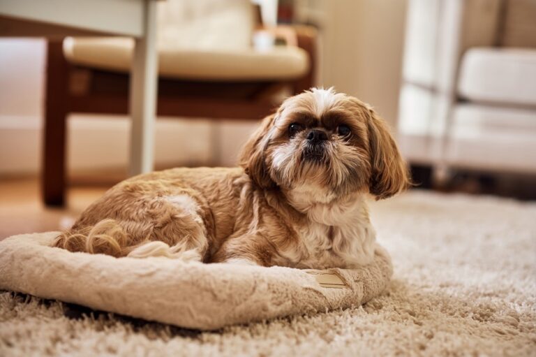 These 7 LowEnergy Dogs Are Definitely Couch Potatoes Cute Animal