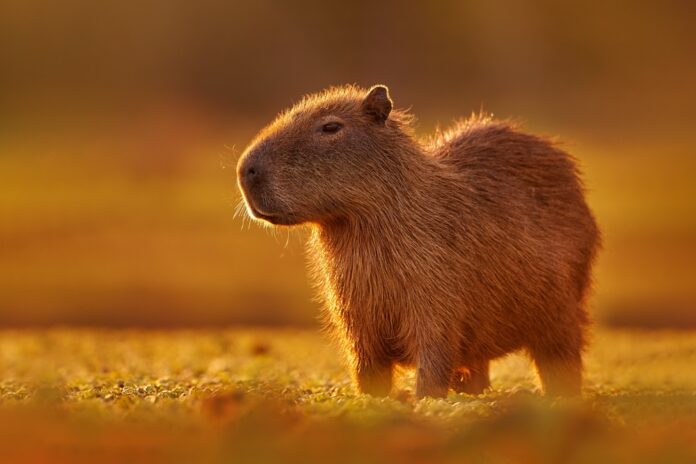 pet