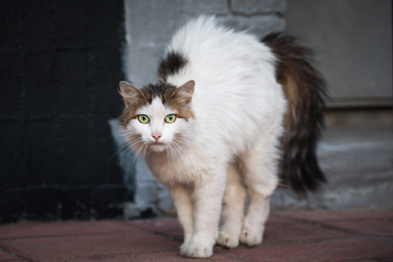 8 Most Aggressive Cat Breeds in The US