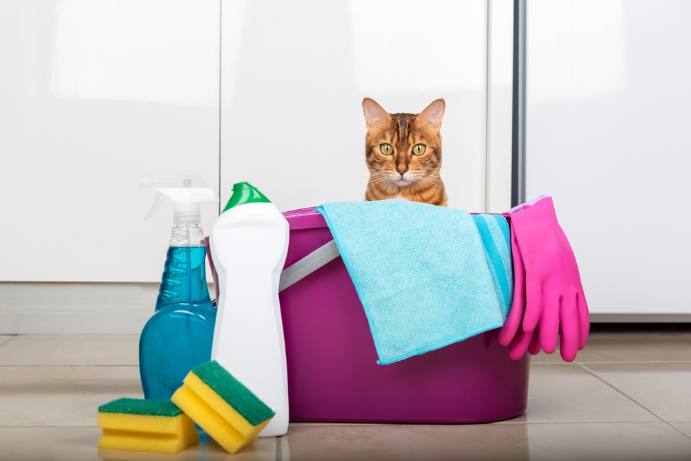 6 Cleaning Tips Every Cat Owner Should Know - Cute Animal Planet