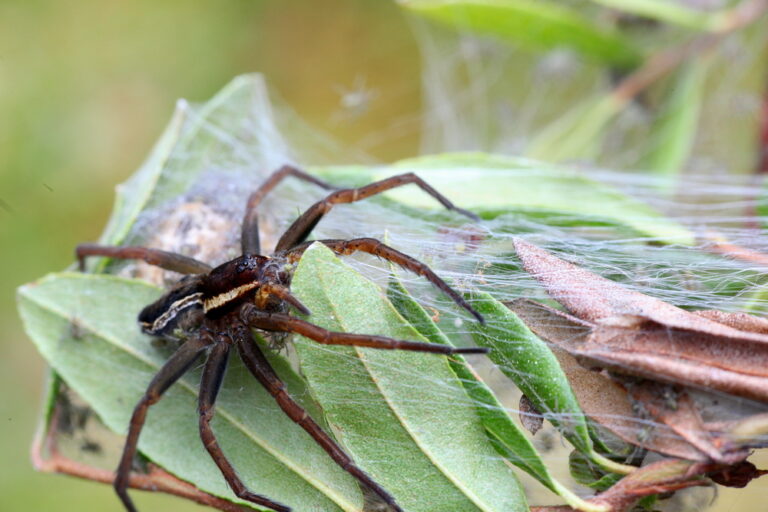 7 Most Dangerous Spiders in The World