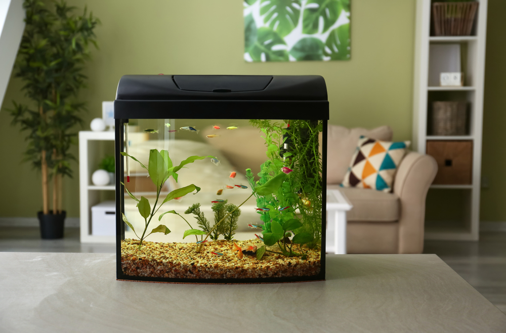 fishbowl fish aquarium