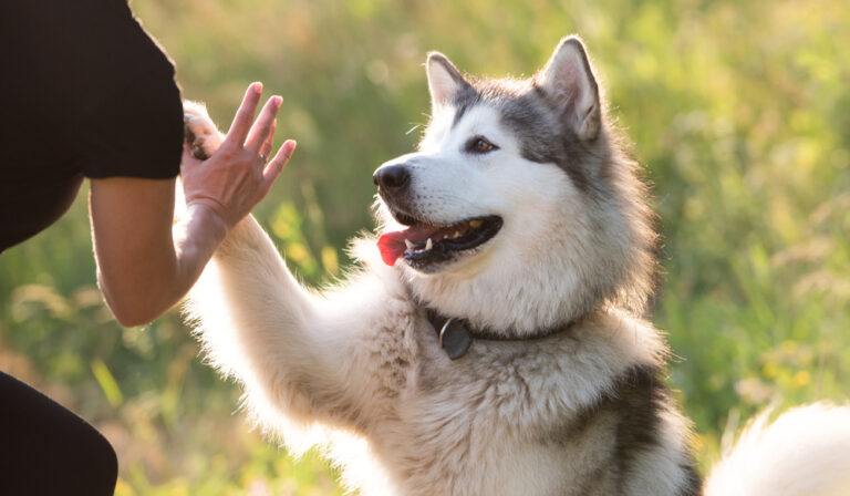 WARNING: These 9 Dog Breeds Shed The Most Fur