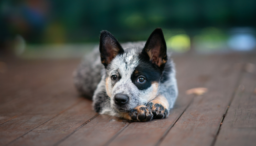 australian cattle dog