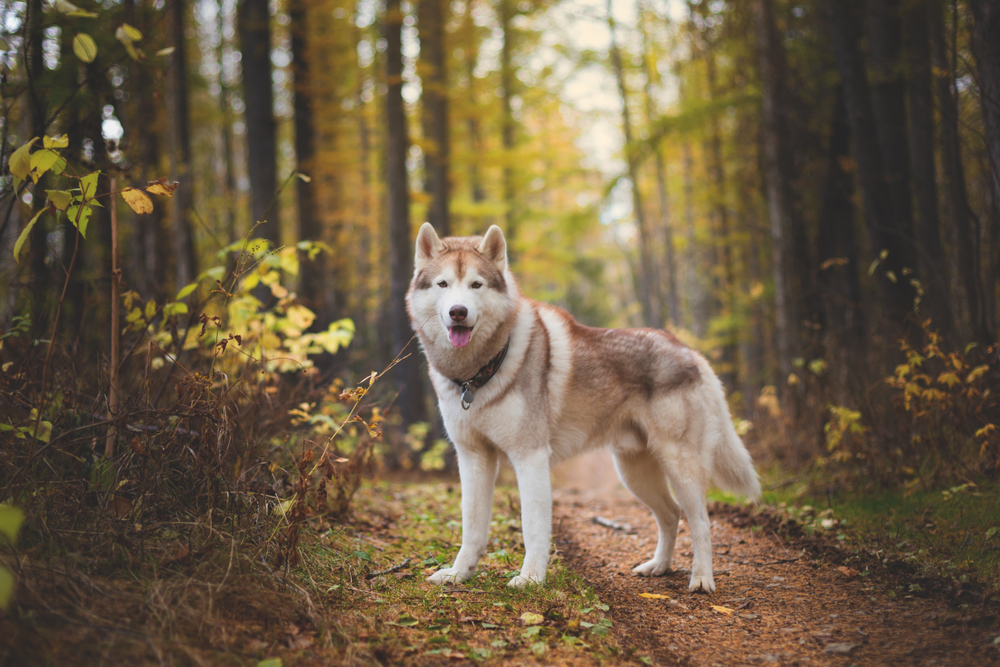 siberian husky