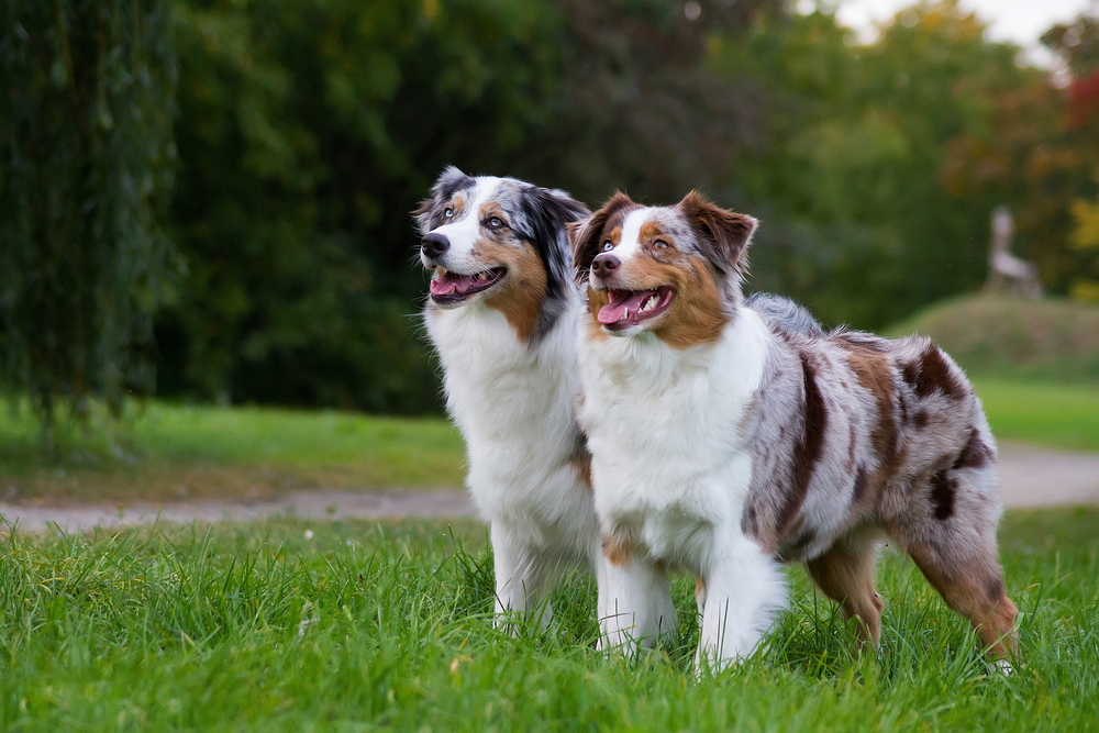 australian shepherd