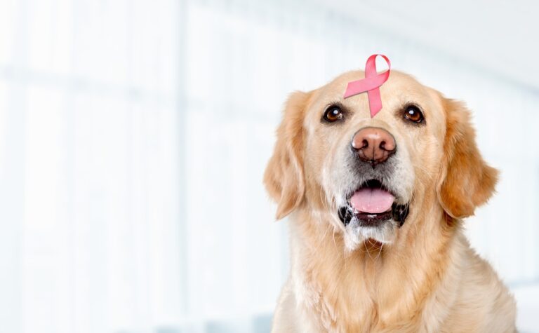 6 Subtle Signs Your Dog Has Cancer