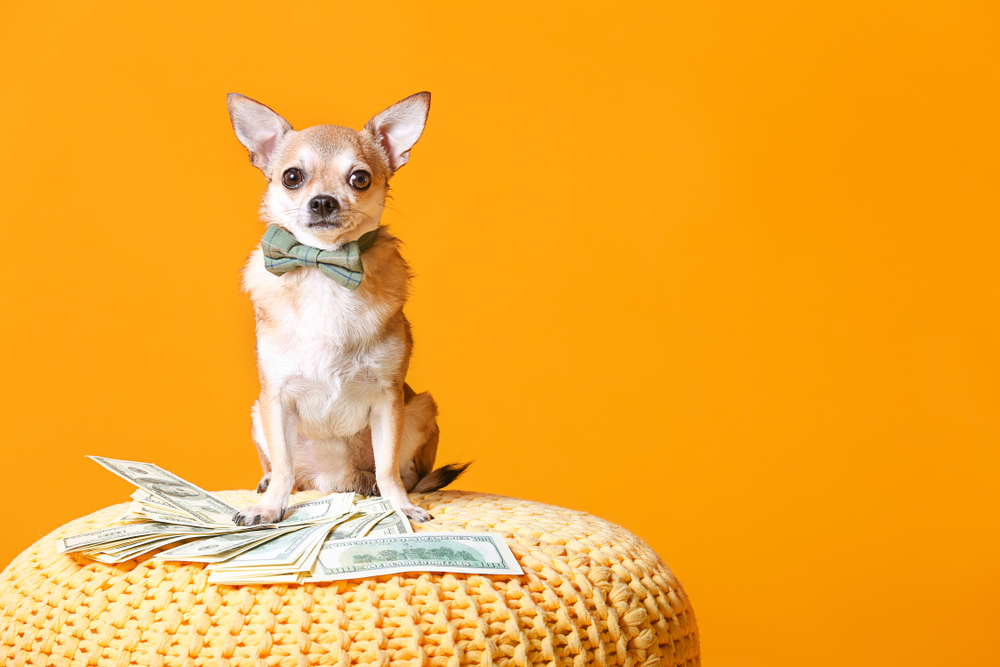 6 Dog Breeds You'll Pay a Fortune to Raise