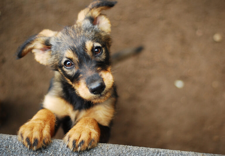 The 12 Dog Breeds Most Compatible With Your Zodiac Sign