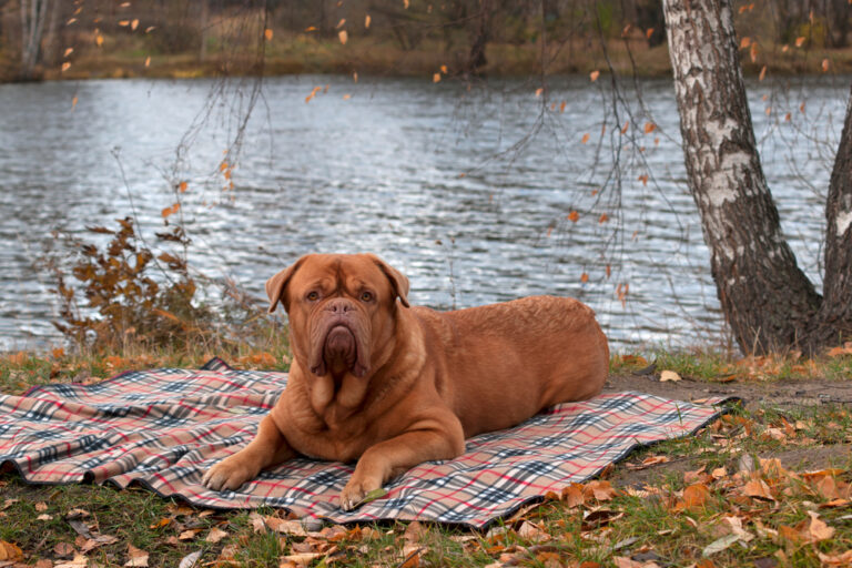4 Violent Dog Breeds That Often Attack Their Owners