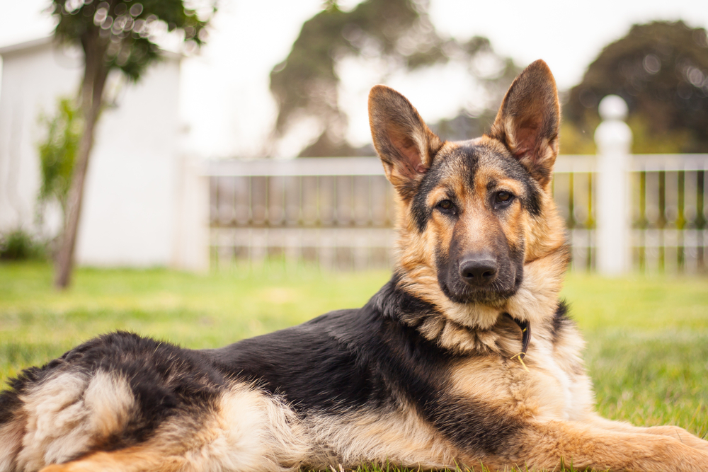 german shepperd best therapy dogs for seniors