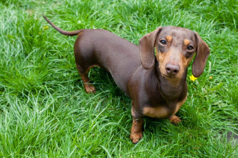 7 Low-Maintenance Dog Breeds Perfect For Retirees