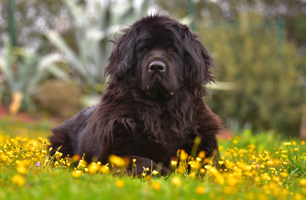 Newfoundland low-energy dog