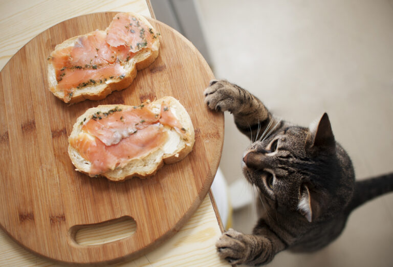 8 Toxic Foods Your Cat Should NEVER Even Touch