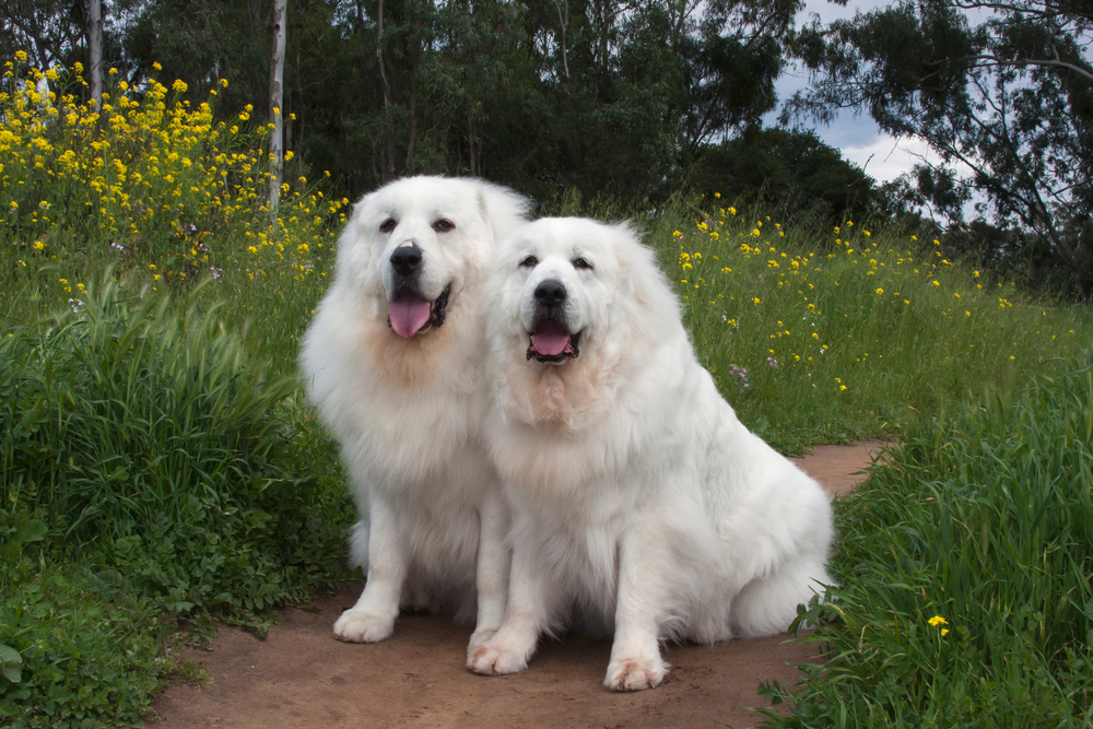 teddy bear dogs