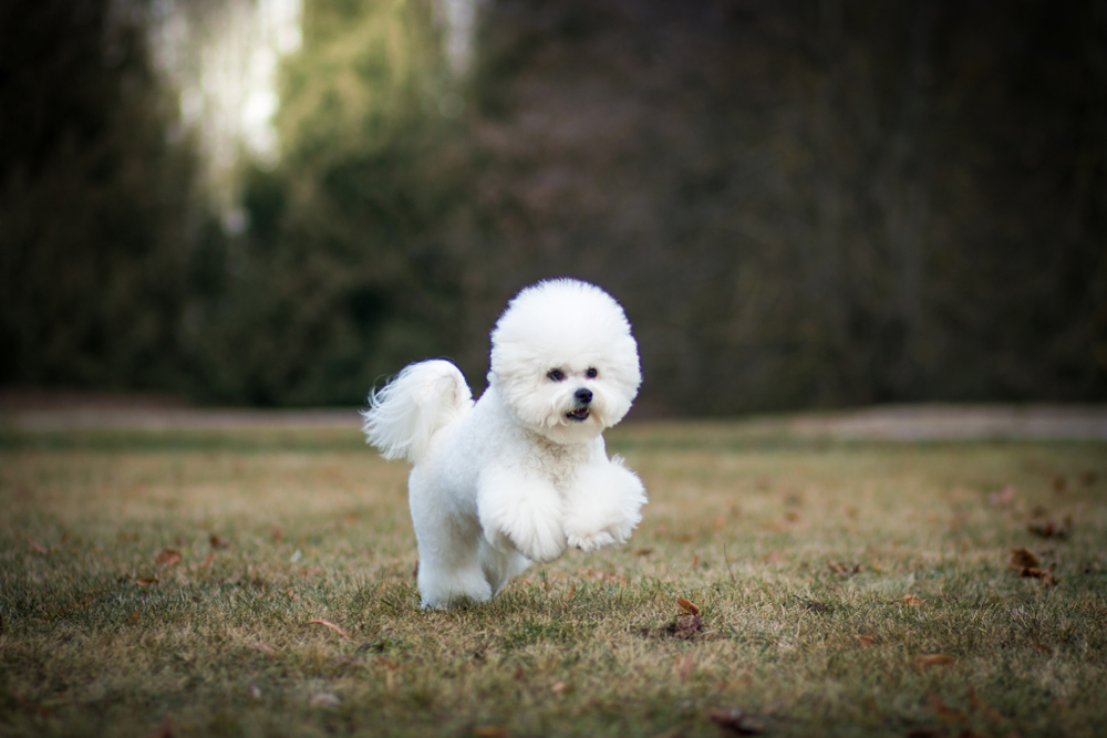 bichon frise