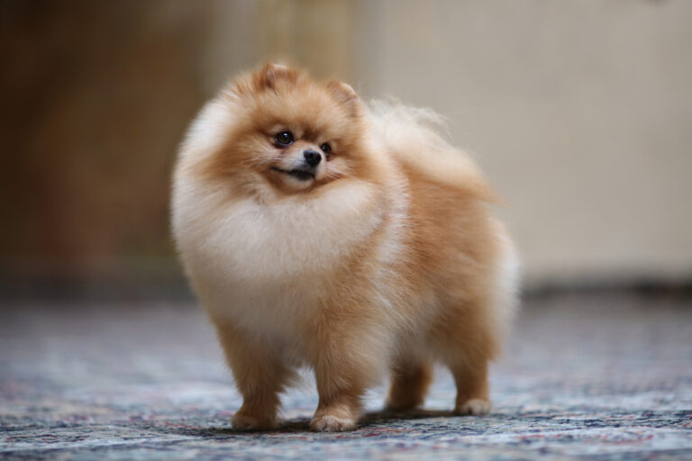 These Adorable Dog Breeds Look Just Like Teddy Bears!