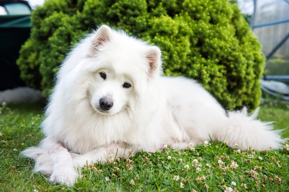 samoyed, cutest dog breeds