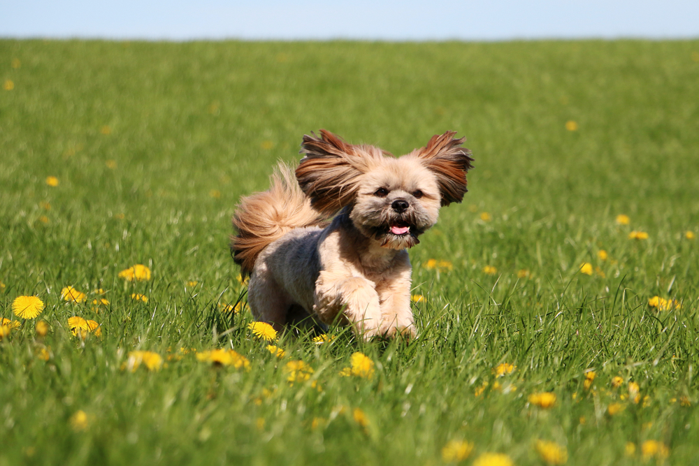 Lhasa Apso