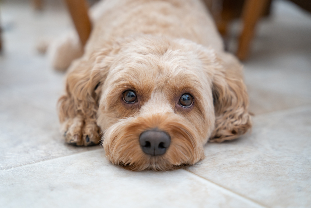 cockapoo