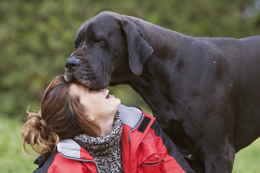 great dane