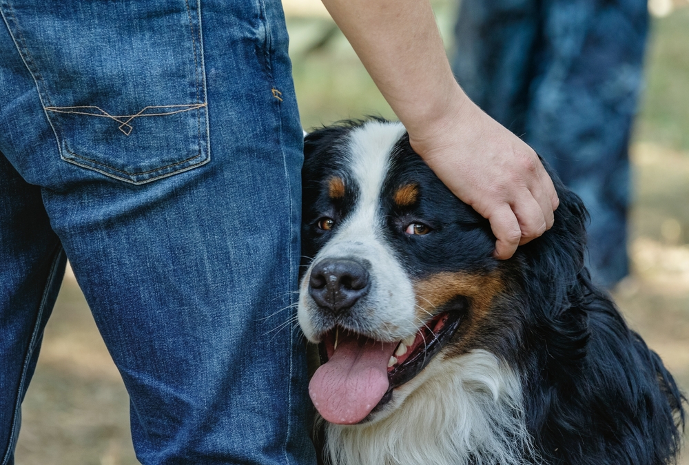 bernese mountain dog