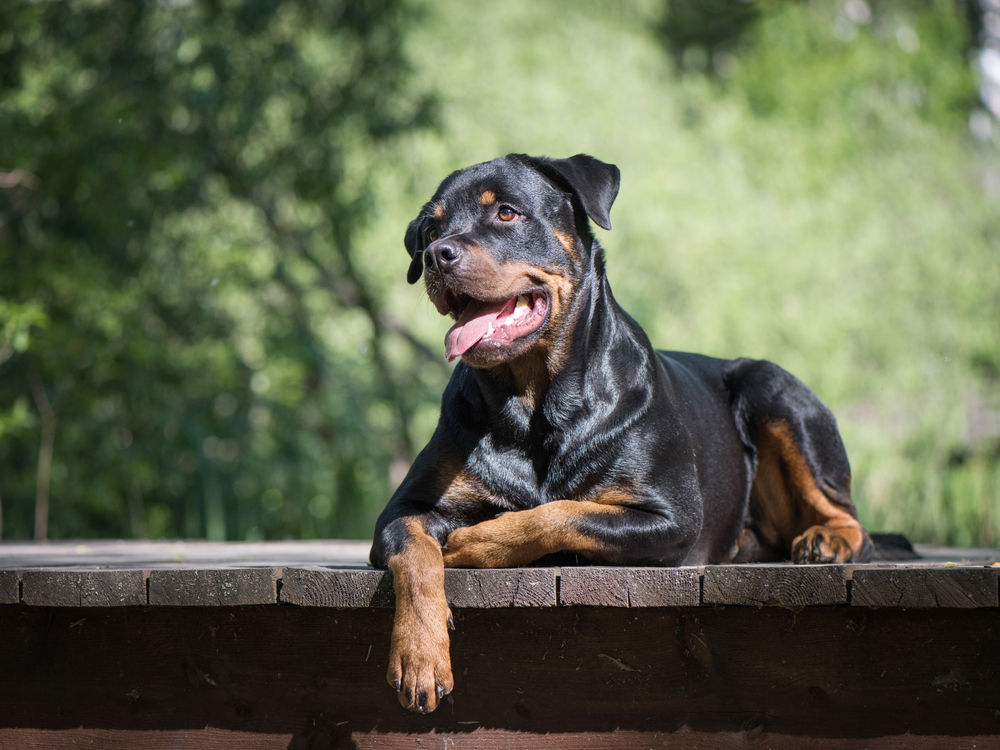 rottweiler