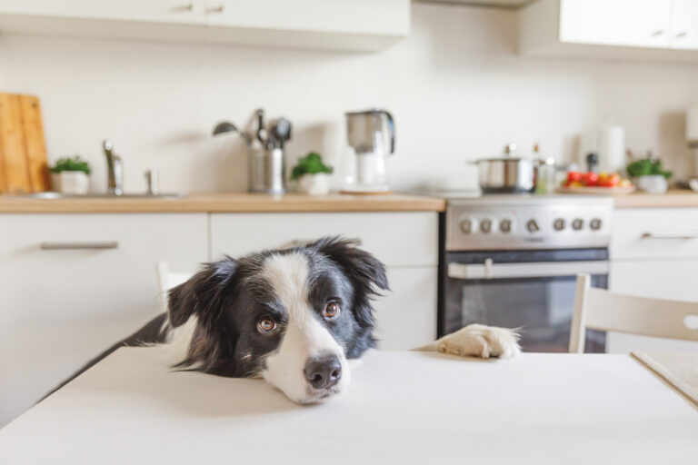 4 Most Dangerous Places in Your Home for Pets