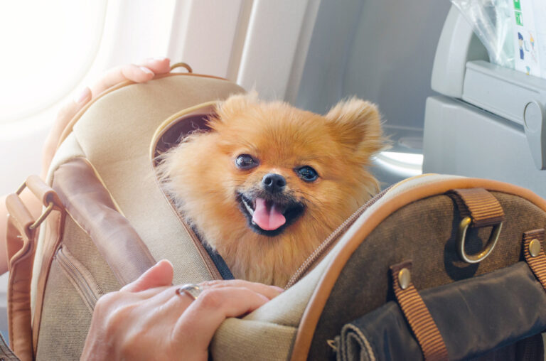 Flying With Pets: 7 Rules to Know Before Your Next Trip