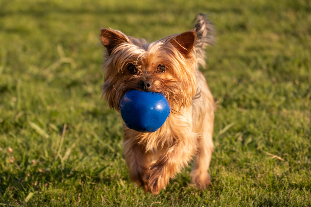 dog, help pet parents