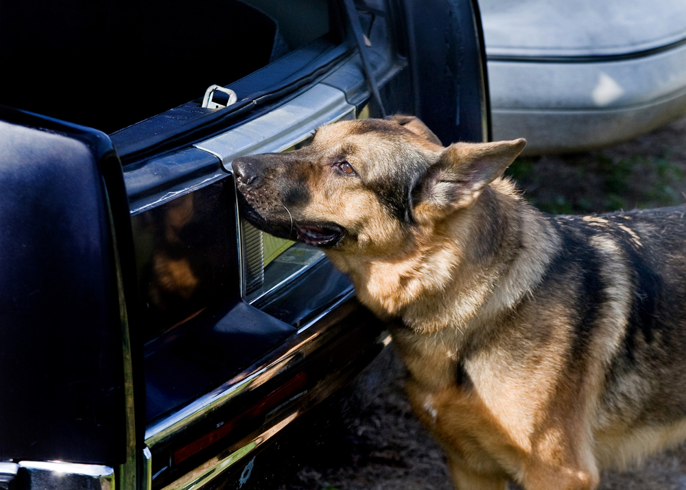 police dog breeds