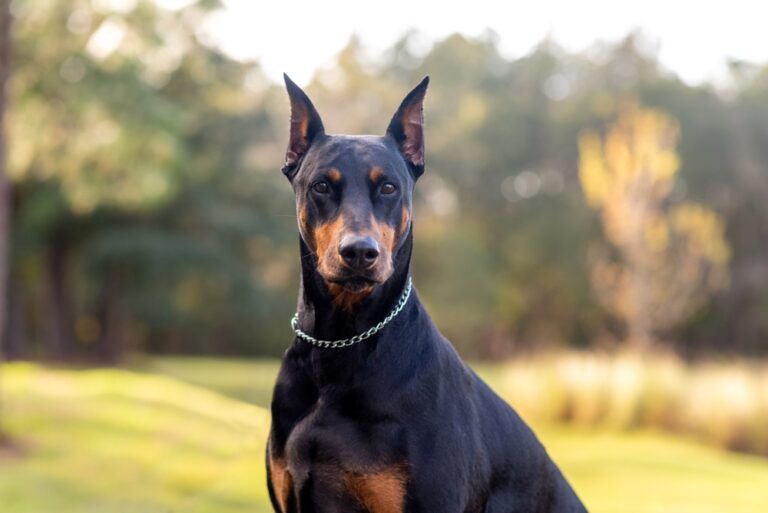 5 Best Police Dog Breeds That Stay Loyal to Their Owners