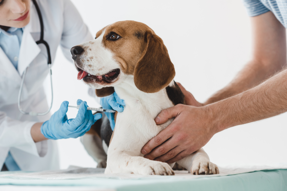 genetic diseases in dogs