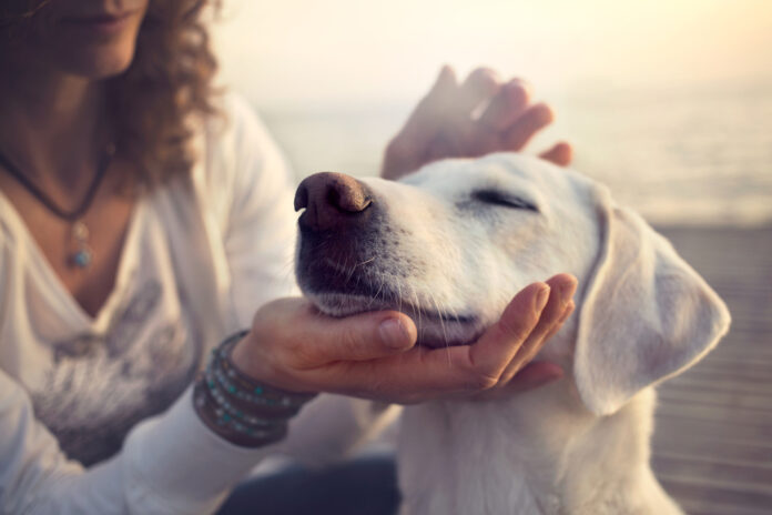 signs of dog mental illness