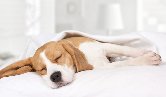 Why Do Dogs Twitch in Their Sleep? 6 Things to Know - Cute Animal Planet