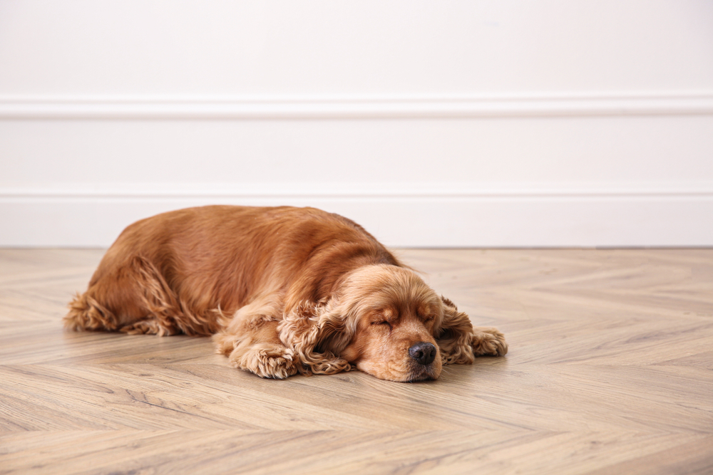 dogs twitch in their sleep