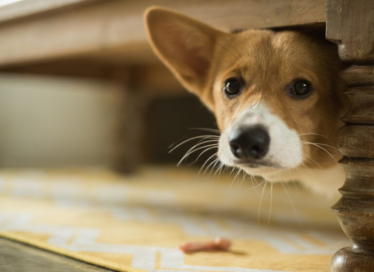 These 9 Fearful Dog Breeds Get Scared of Their Own Shadow