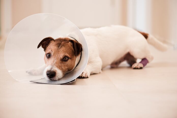 help your dog after neutering