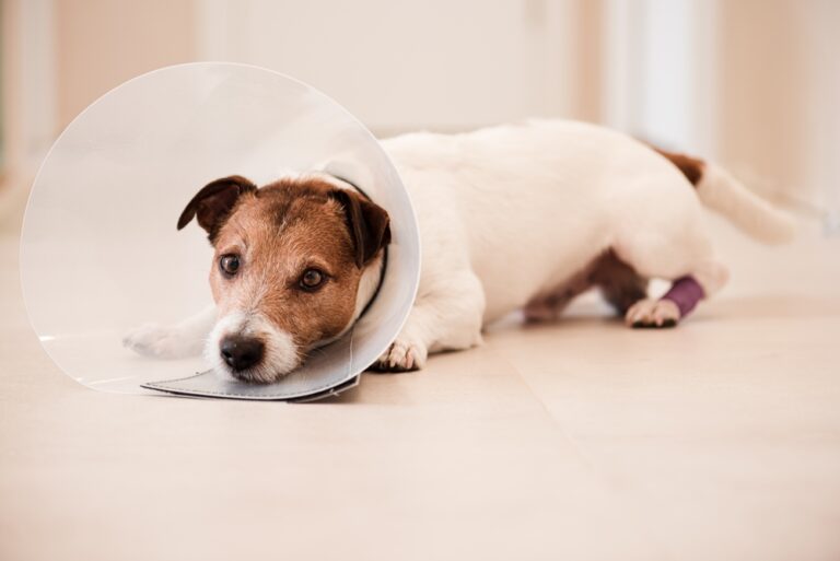What Can You Do to Help Your Dog After Neutering? 9 Important Things!
