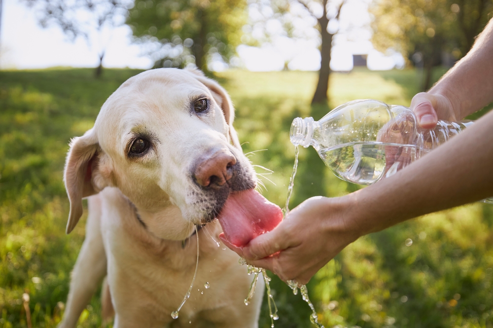 help your dog after neutering