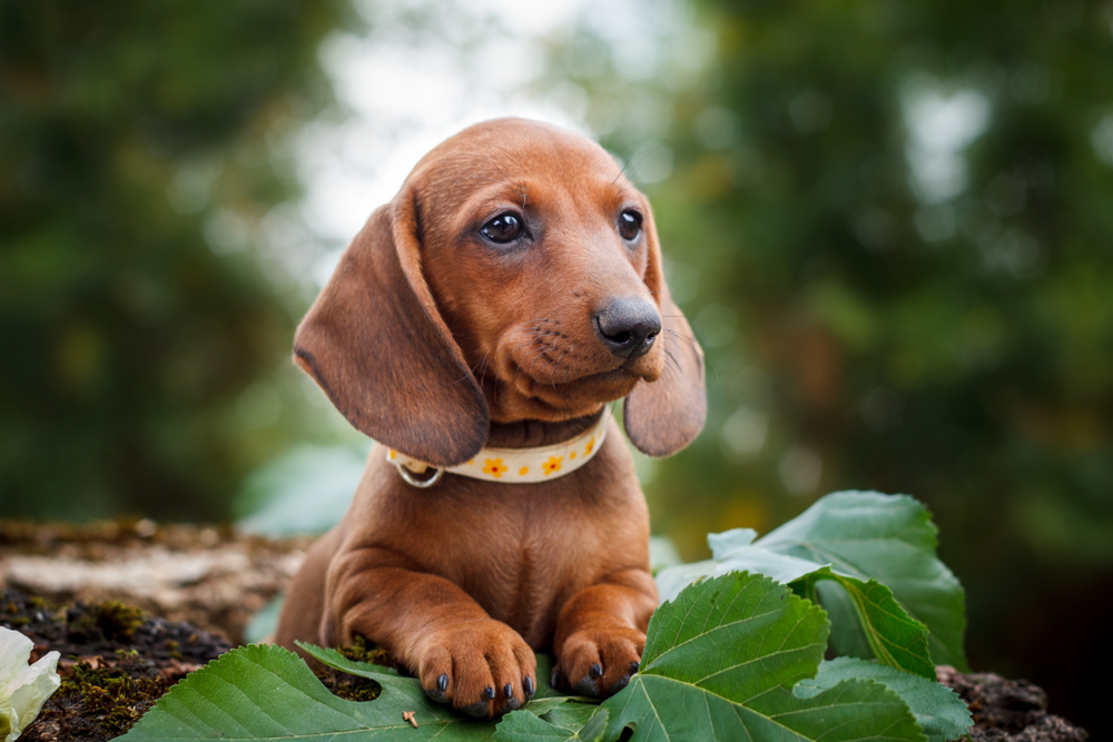 worst-behaved dog breeds