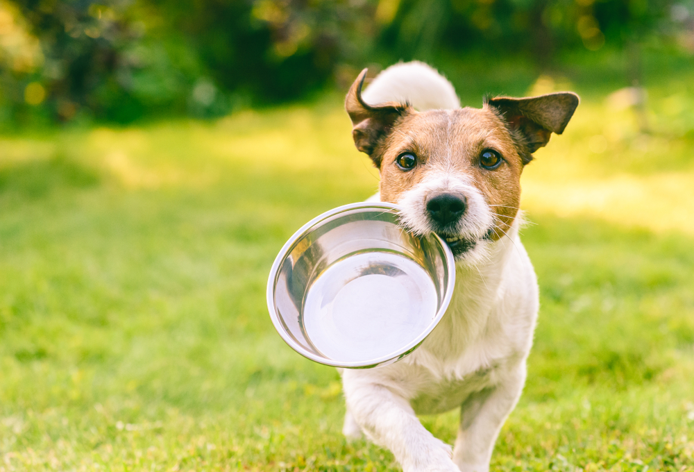 best dog foods your dog is constipated