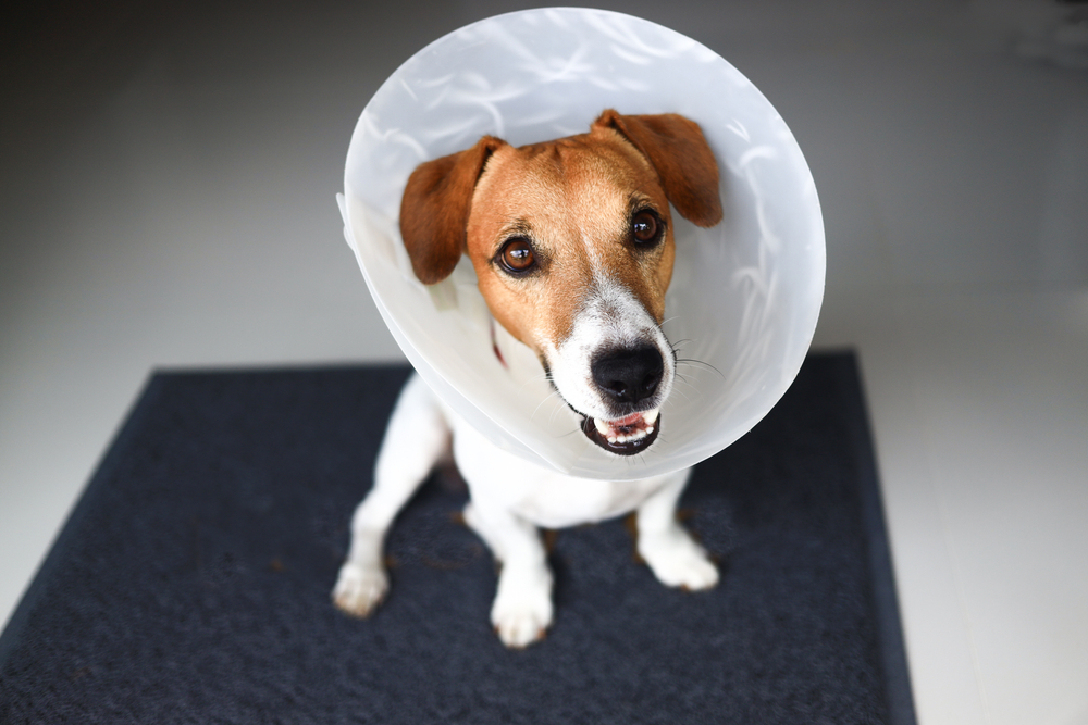 help your dog after neutering