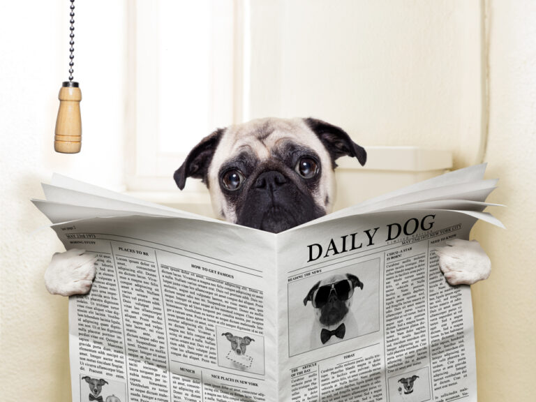 8 Subtle Signs Your Dog Is Constipated